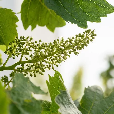 Kimolos Houses Kímolos
