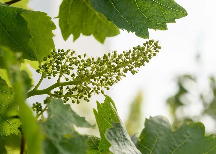 Kimolos Houses Kímolos
